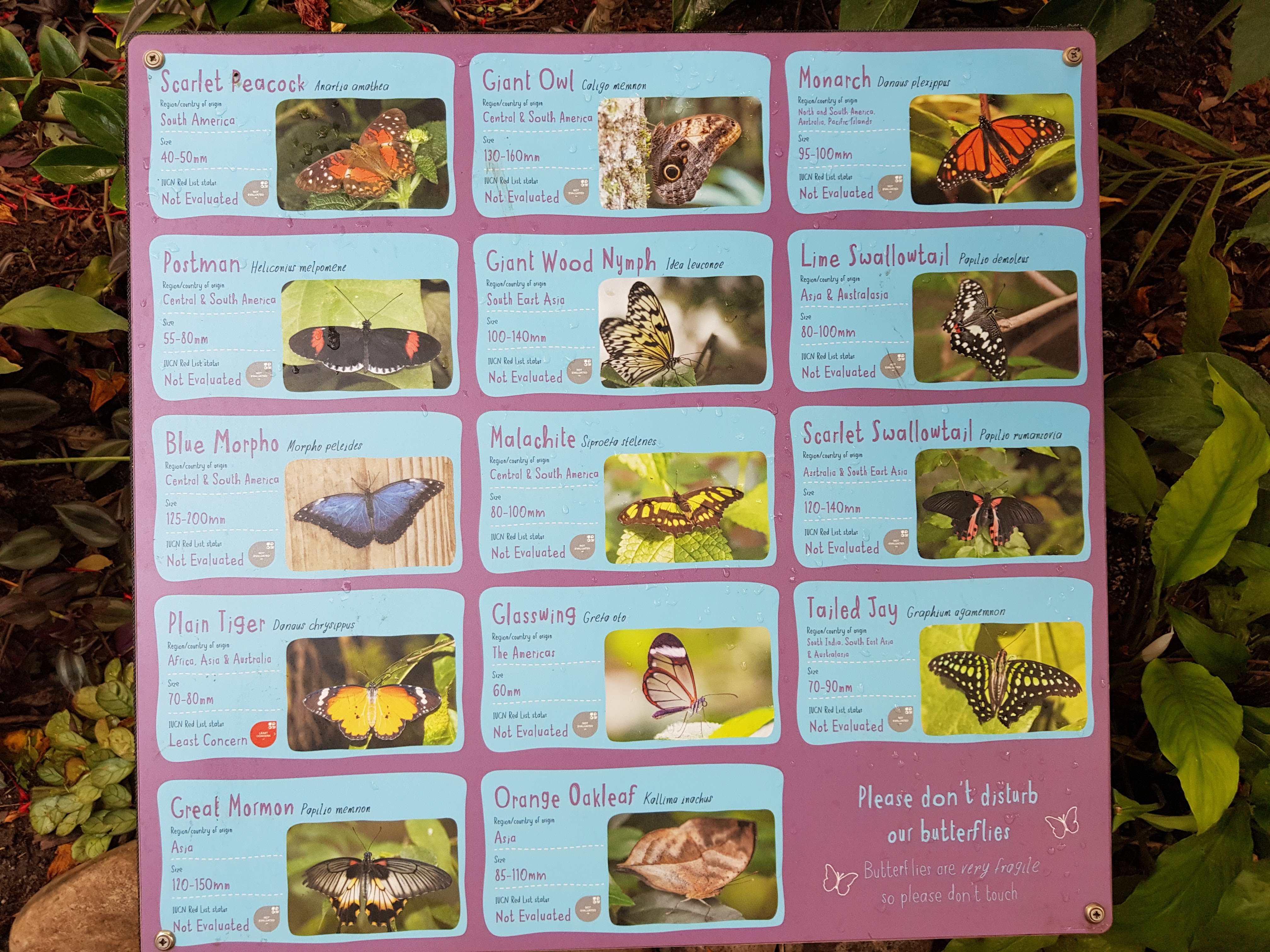 Chester Zoo Butterflies.jpg